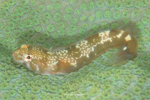 clingfish