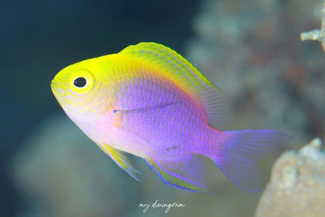 damselfish