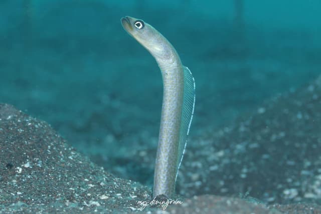 eel