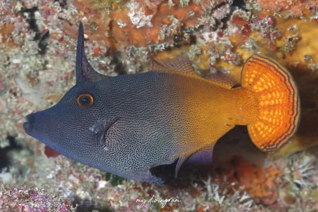 filefish