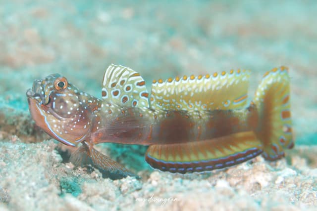 goby