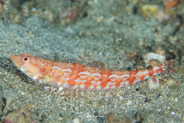 lizardfish