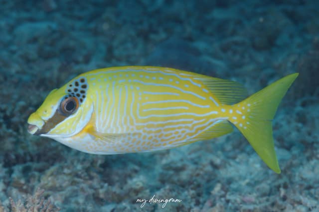 rabbitfish