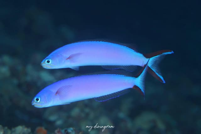 tilefish