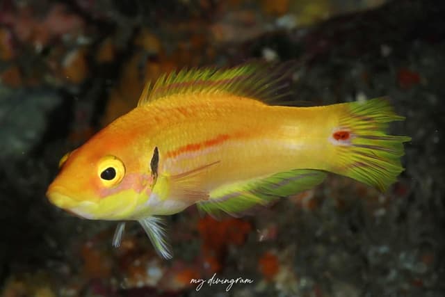 wrasse